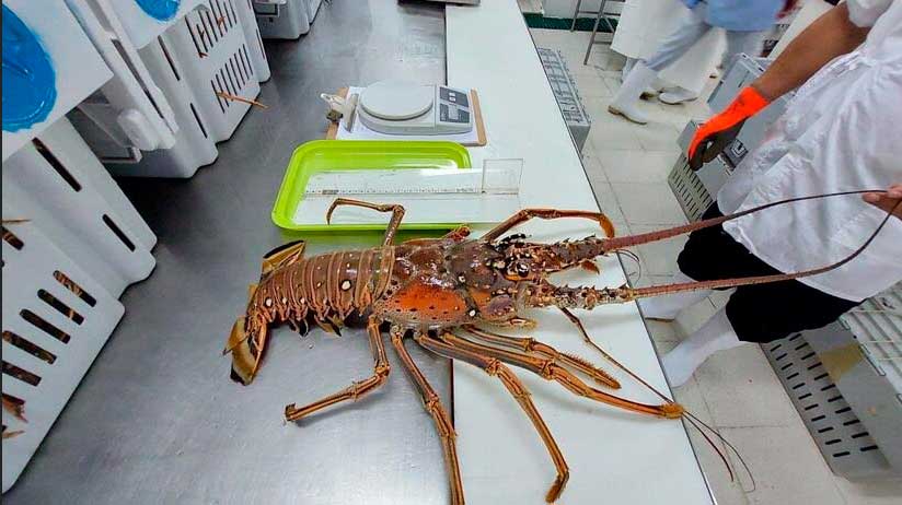 Nicaragua incrementa producción y consumo de mariscos